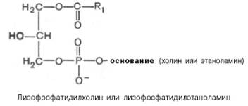 Лизофосфатидилхолин или лизофосфатидилэтаноламин