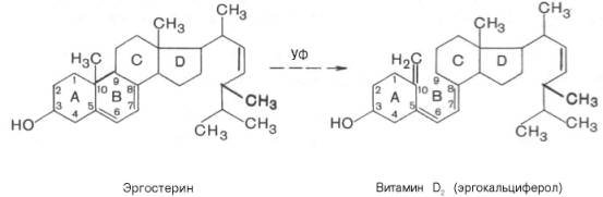 Под действием УФ-лучей эргостерин через ряд промежуточных продуктов (люмистерин, тахистерин) превращается в витамин D2 (эргокальциферол)