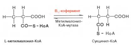 Реакция изомеризации метил-малонил-коэнзим А в сукцинил-коэнзим А