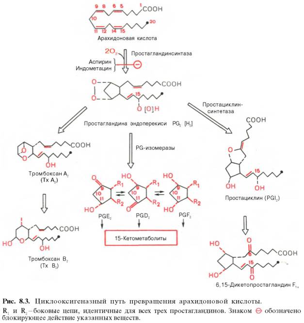 Циклооксигеназный путь превращения арахидоновой кислоты