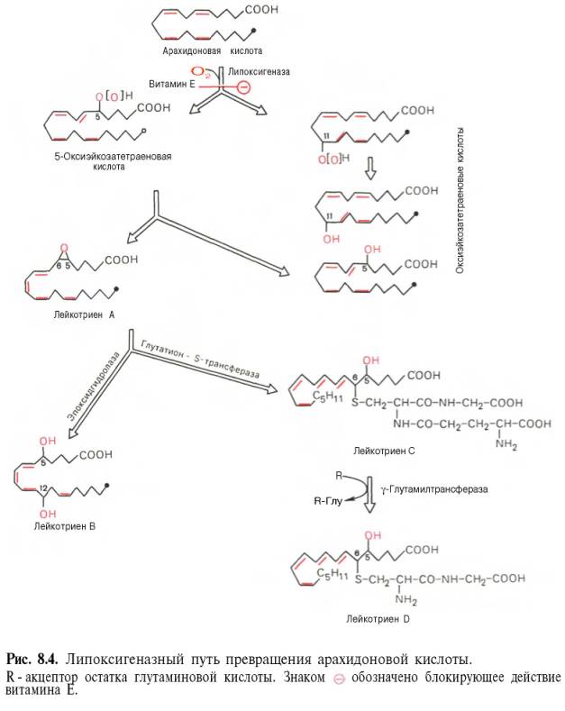 Липоксигеназный путь превращения арахидоновой кислоты