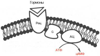 Аденилатциклазный путь передачи гормонального сигнала