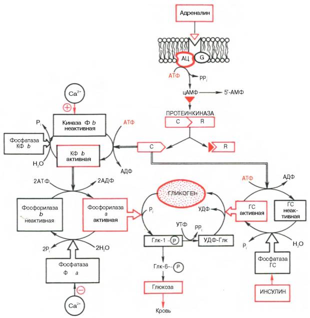 Схематическое выражение центральной роли цАМФ и протеинкиназы в гормональной регуляции синтеза и распада гликогена