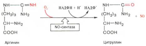 Оксид азота образуется из аминокислоты аргинина при участии сложной Са(2+)-зависимой ферментной системы со смешанной функцией, названной NO-синтазой