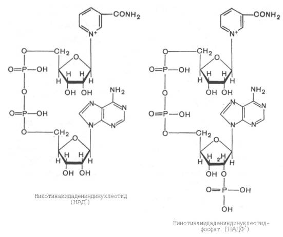Превращение никотинамидадениндинуклеотида (НАД) в никотинамидадениндинуклеотидфосфат (НАДФ)