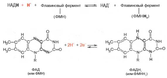 Превращение флавинмононуклеотида (ФМН) в флавинадениндинуклеотид (ФАД)