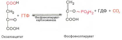 Оксалоацетат в результате декарбоксилирования и фосфорилирования под влиянием фермента фосфоенолпируваткарбоксилазы превращается в фосфоенолпируват