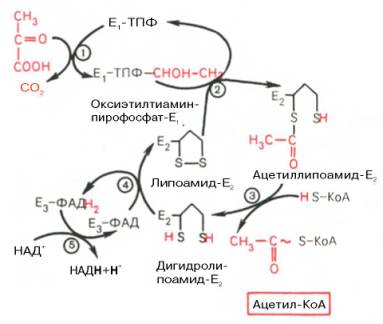 Механизм действия пируватдегидрогеназного комплекса