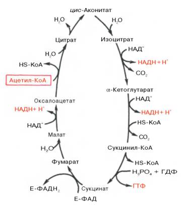 В процессе гликолиза при расщеплении одной молекулы глюкозы образуется 36 молекул атф да или нет