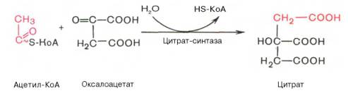 Образование лимонной кислоты из оксалоацетата и ацетил-КоА