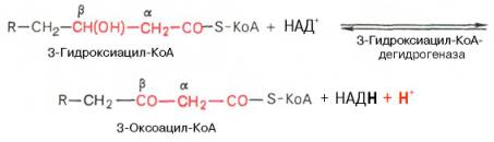 Образование 3-оксоацил-КоА из 3-гидроксиацил-КоА