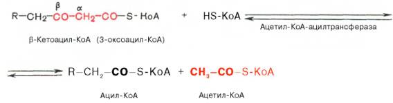 Образование Ацил-КоА и Ацетил-КоА из beta-кетоацил-КоА