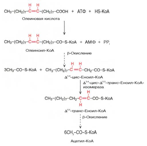 Этапы beta-окисления олеиновой кислоты