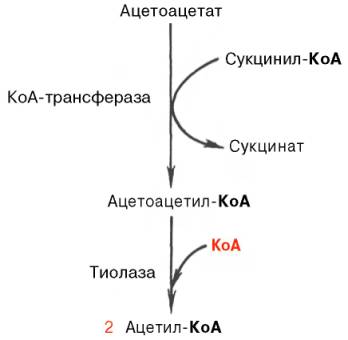Ацетилацетат - Ацетоацетил-КоА - Ацетил-КоА