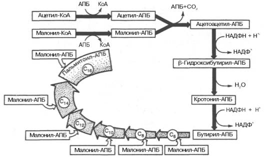 Синтез пальмитиновой кислоты у кишечной палочки при участии одной молекулы ацетил-КоА и 7 молекул малонил-КоА