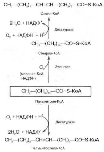 Пути превращения пальмитиновой кислоты в реакциях десатурации и элонгации