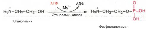 Биосинтез фосфатидилэтаноламина. Первоначально этаноламин при участии соответствующей киназы фосфорилируется с образованием фосфоэтаноламина