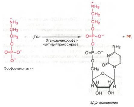 Фосфоэтаноламин взаимодействует с ЦТФ, в результате чего образуются цитидиндифосфатэтаноламин (ЦДФ-этаноламин) и пирофосфат (PPi)