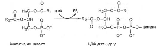 ЦДФ-диглицерид из фосфатидной кислоты