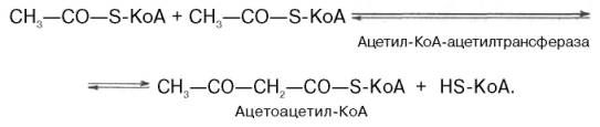 Образование ацетоацетил-КоА посредством обратимой тиолазной реакции