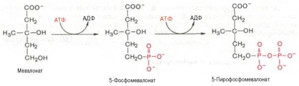 Фосфорилирование мевалоновой кислоты с помощью АТФ. В результате образуется 5-фосфорный эфир, а затем 5-пирофосфорный эфир мевалоновой кислоты