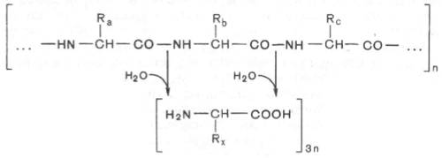 Гидролиз белков заключается в разрыве пептидных связей —СО—NH— белковой молекулы