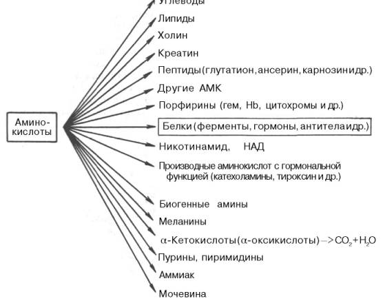 Превращение аминокислот в другие соединения в организме (схема)