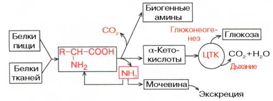 Катаболизм аминокислот