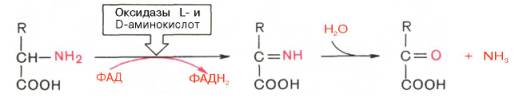 Реакции окислительного дезаминирования аминокислот с участием коферментов