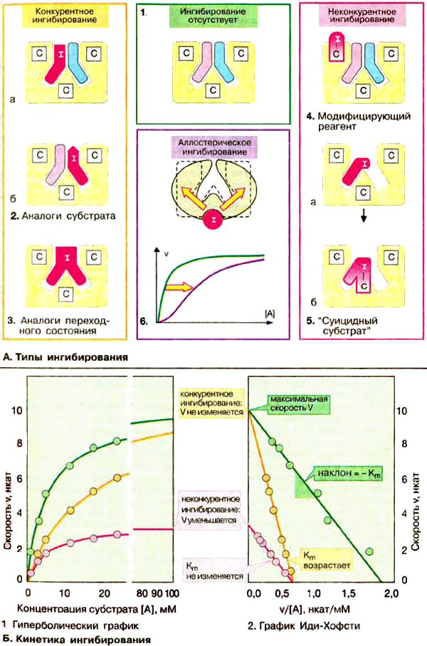 Типы ингибирования; Кинетика ингибирования;