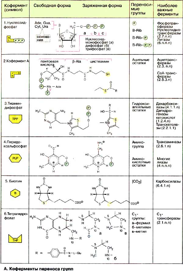 Коферменты переноса групп