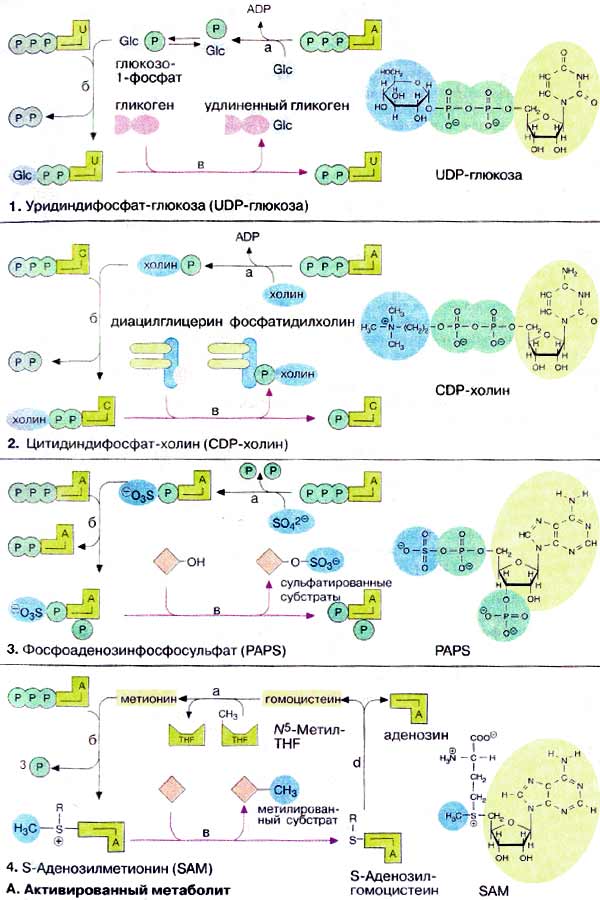 Активированных метаболит