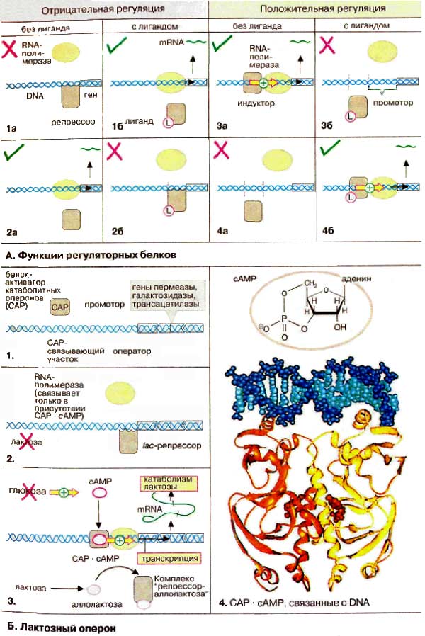 Функции регуляторных белков; Лактозный оперон;