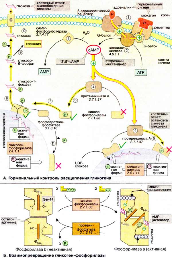 Гормональный контроль расщепления гликогена; Взаимопревращение гликоген-фосфорилазы;
