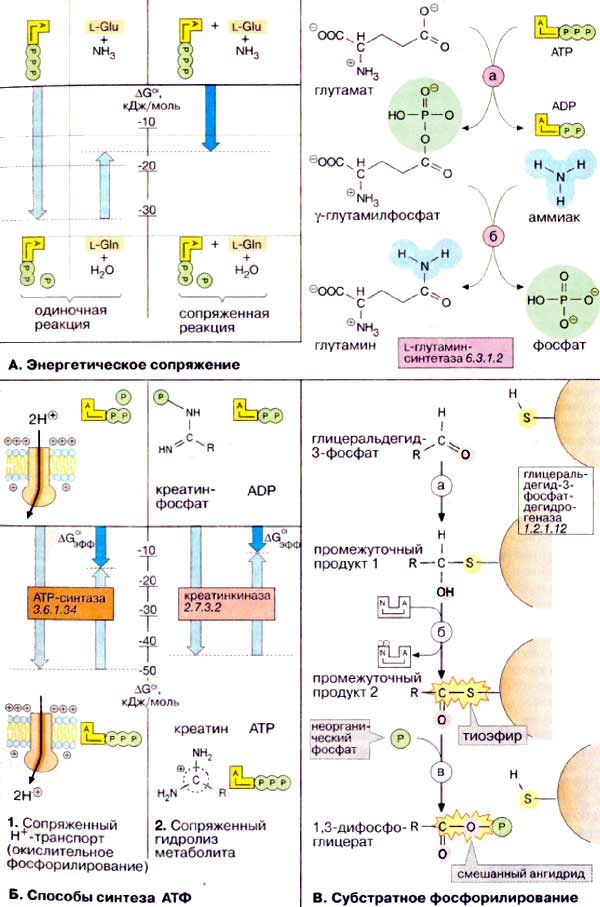Энергетическое сопряжение; Способы синтеза АТФ; Субстратное фосфорилирование;