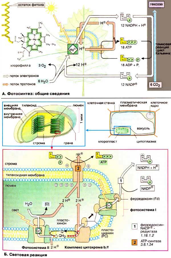 Фотосинтез: общие сведения; Световая реакция;