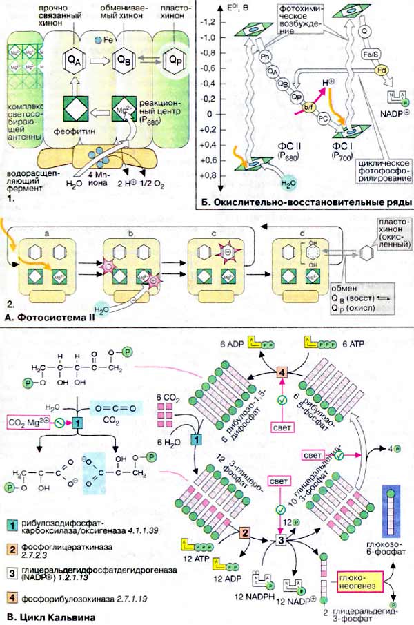 Фотосинтез: фотосистема II, окислительно-восстановительные ряды; Цикл Кельвина;