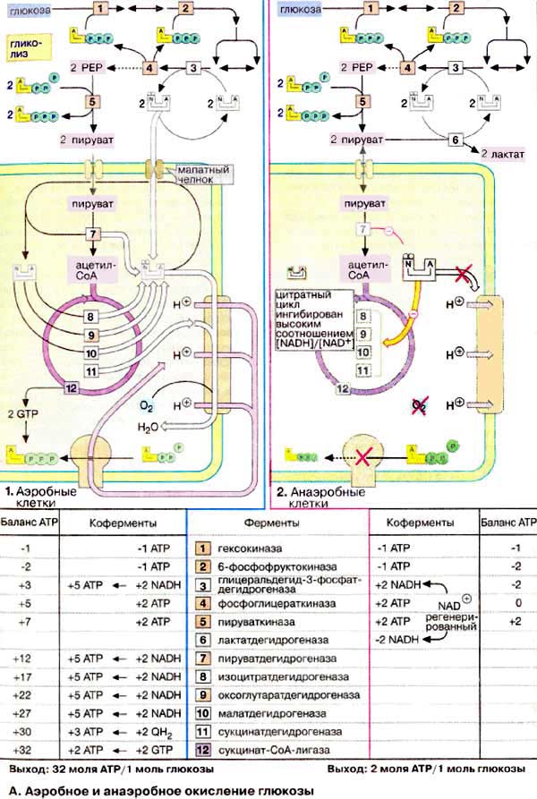Аэробное и анаэробное окисление глюкозы