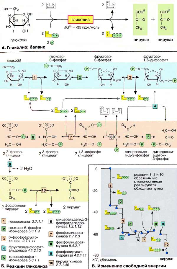 Гликолиз: баланс; Реакции гликолиза; Изменение свободной энергии;