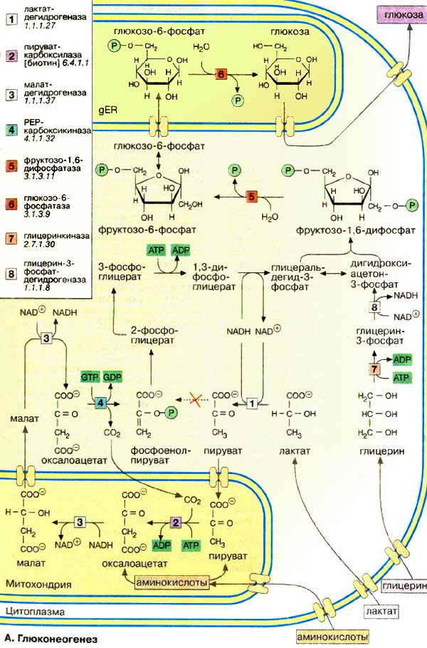 Глюконеогенез