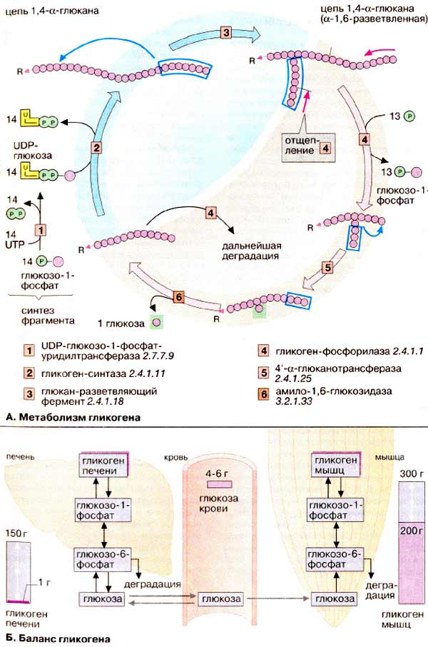 Метаболизм гликогена; Баланс гликогена;