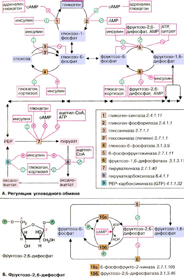 Регуляция углеводного обмена; фруктозо-2,6-дифосфат;