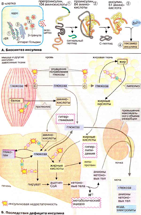 Биосинтез инсулина; Последствия дефицита инсулина;