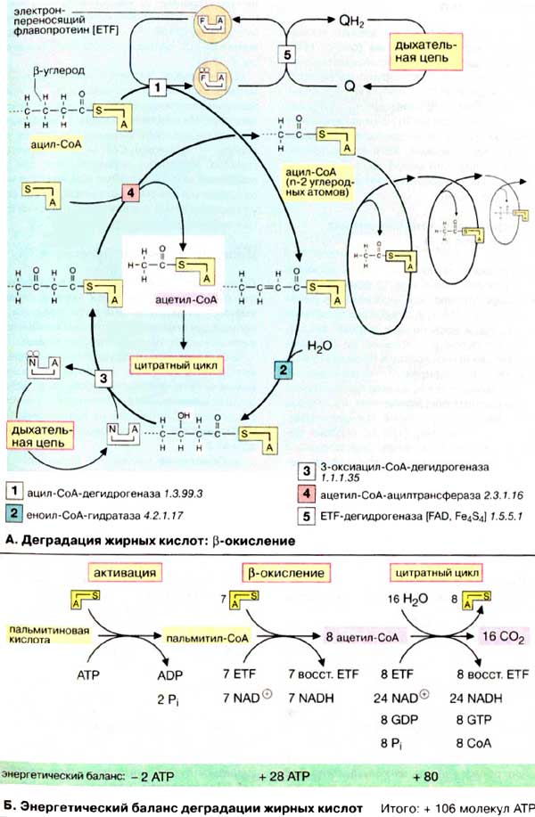 Деградация жирных кислот (бета-окисление); Энергетический баланс деградации жирных кислот;