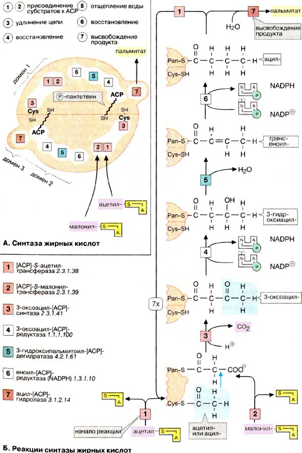 Синтаза жирных кислот; Реакции синтазы жирных кислот;