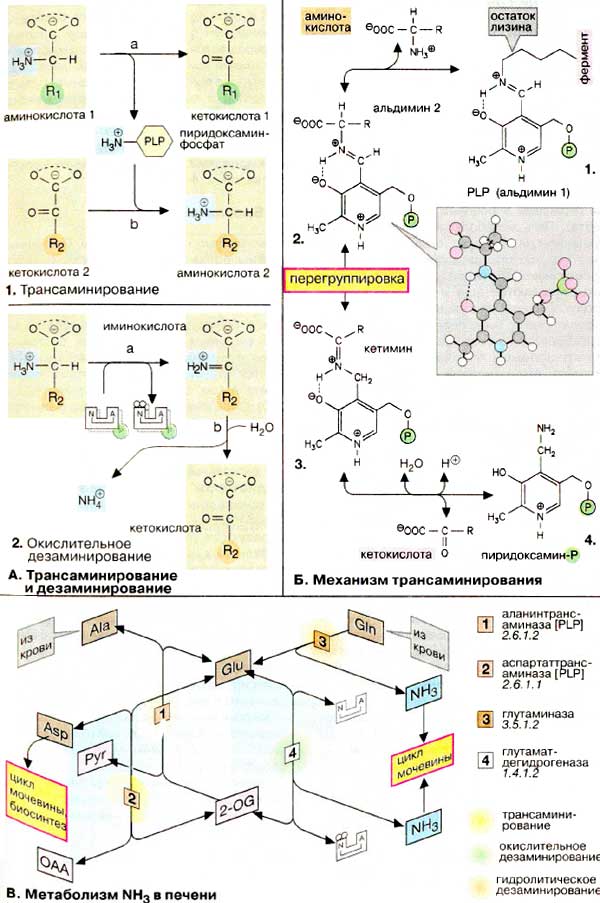 Трансаминирование и деземинирование; Механизм трансаминирования; Метаболизм аммиака (NH3) в печени;