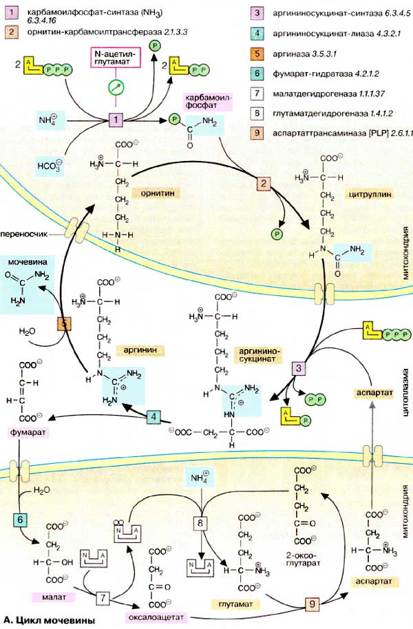 Цикл мочевины