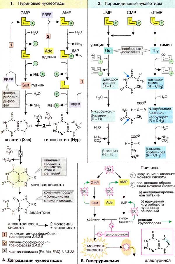 Деградация нуклеотидов; Гиперурикемия;