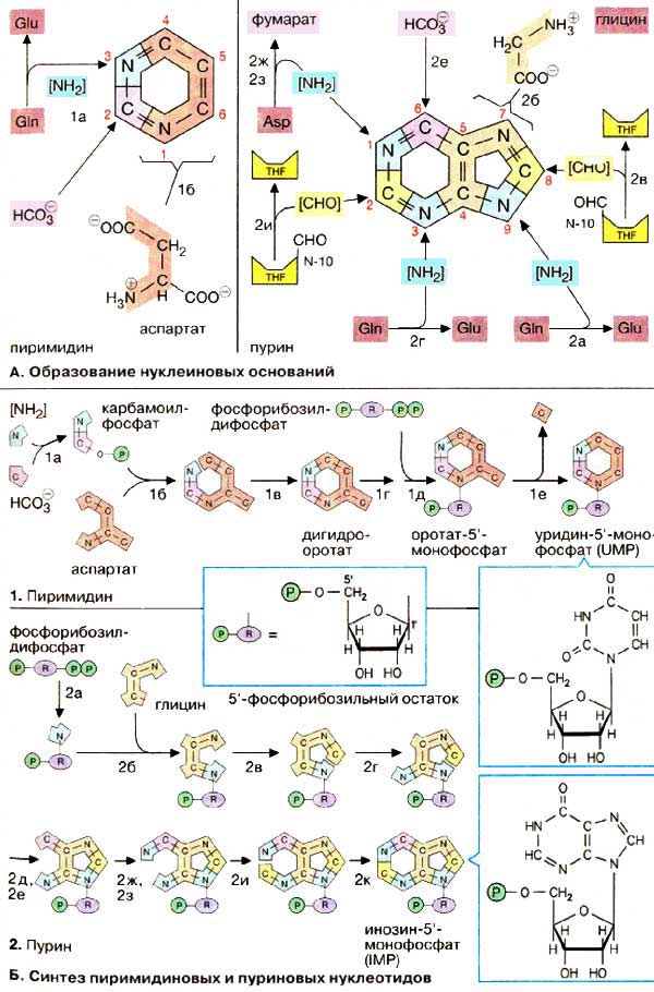 Образование нуклеиновых оснований; Синтез пиримидиновых и пуриновых нуклеотидов;