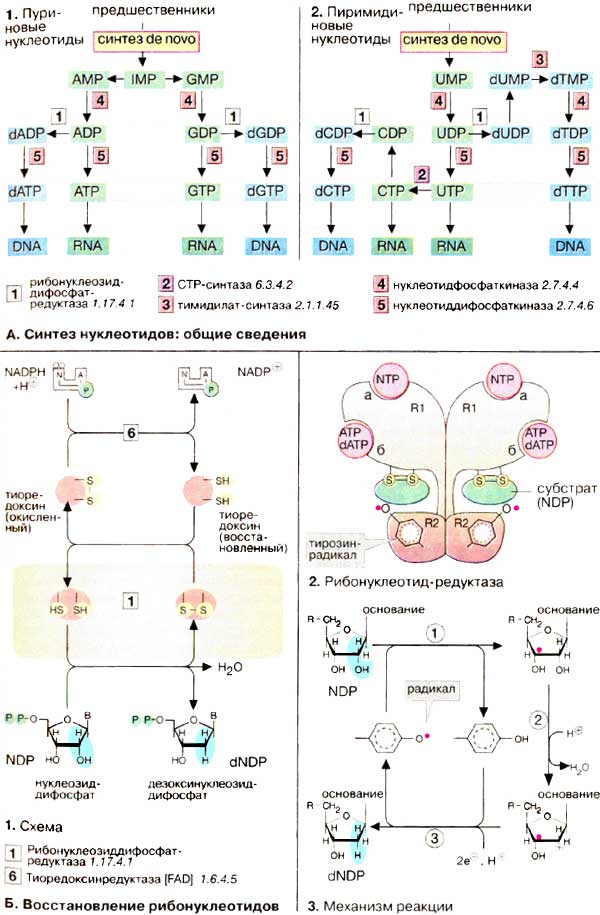 Синтез нуклеотидов (общие сведения); Восстановление рибонуклеотидов;